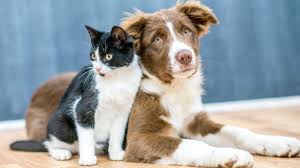 PETS